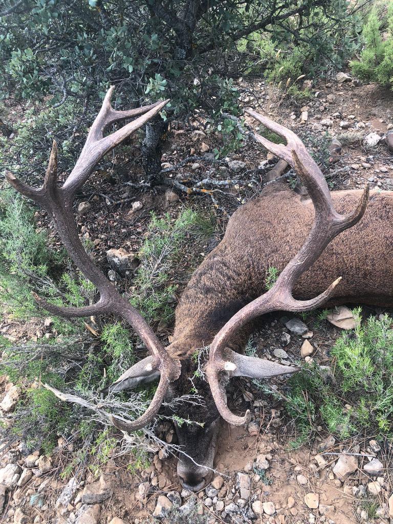 Deer
