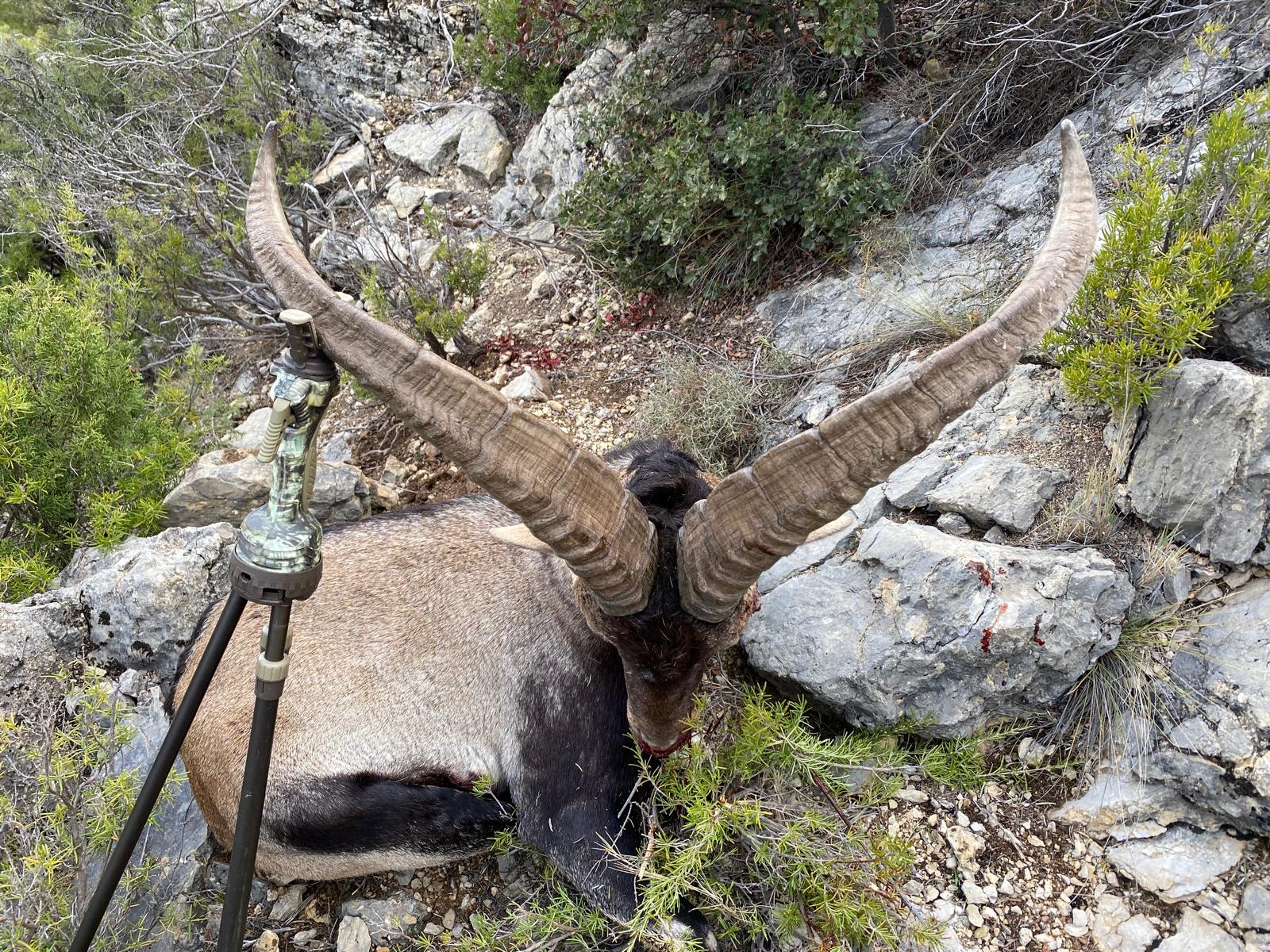 Beceite ibex