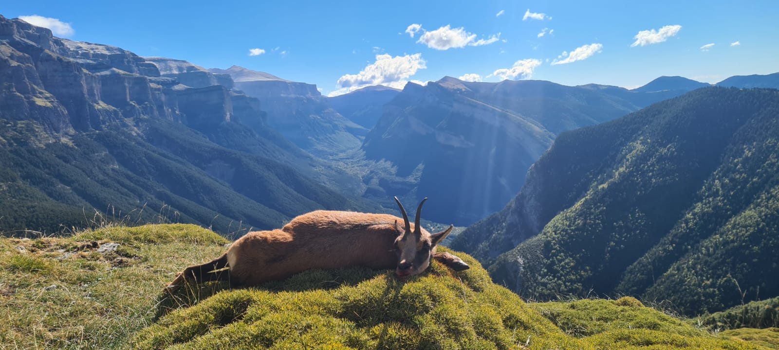 Pyrenean chamois
