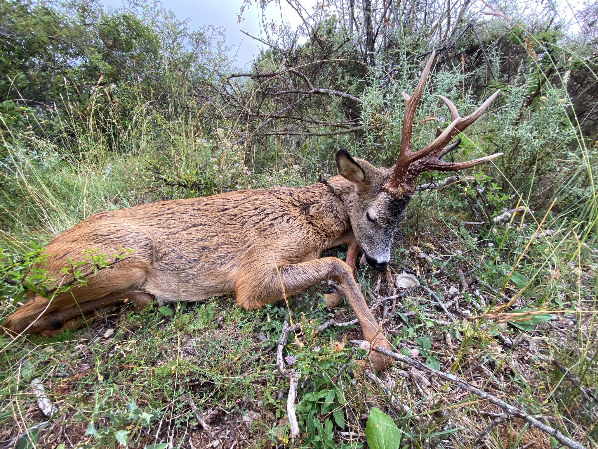 Roe deer