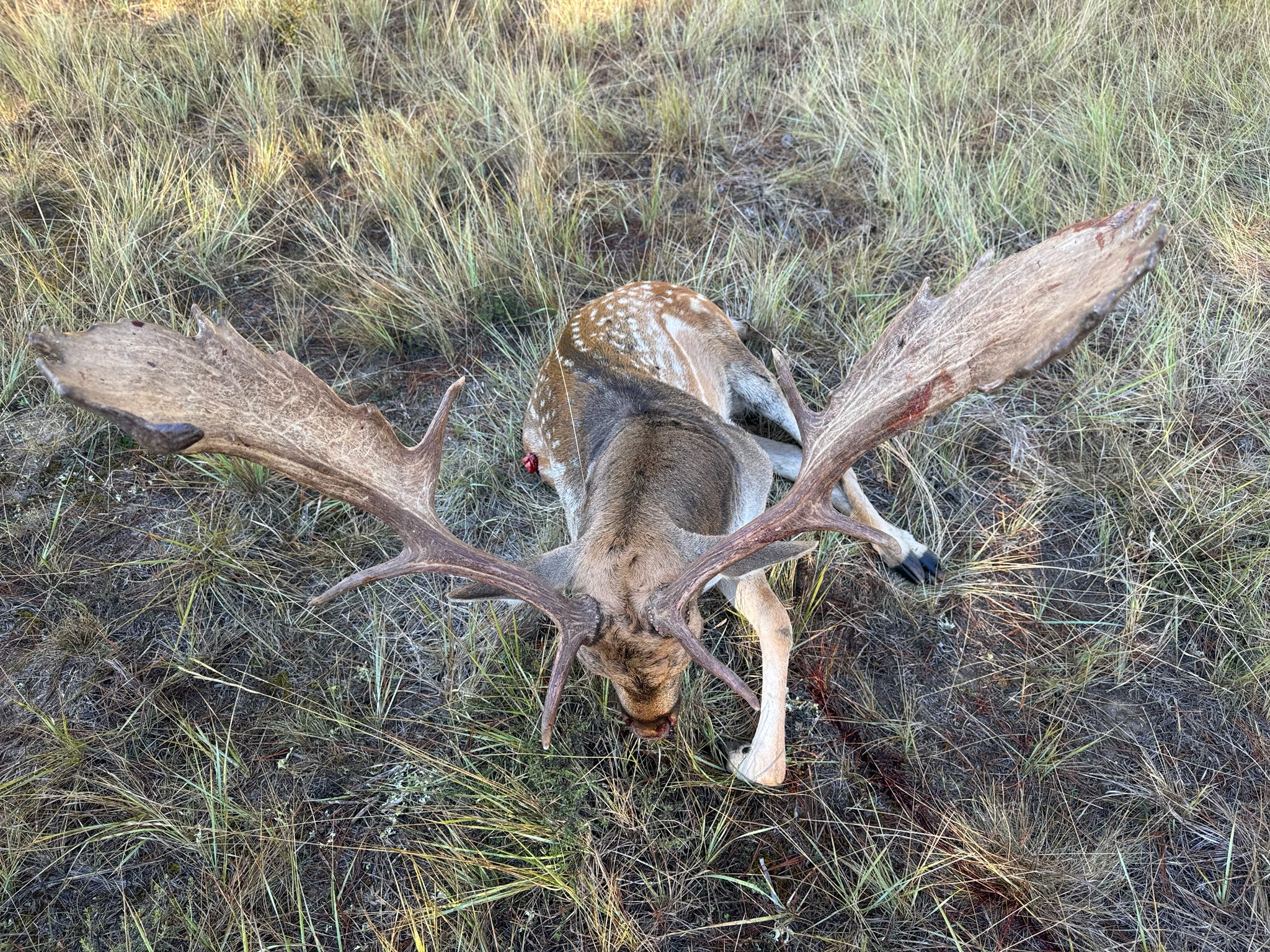 Fallow deer