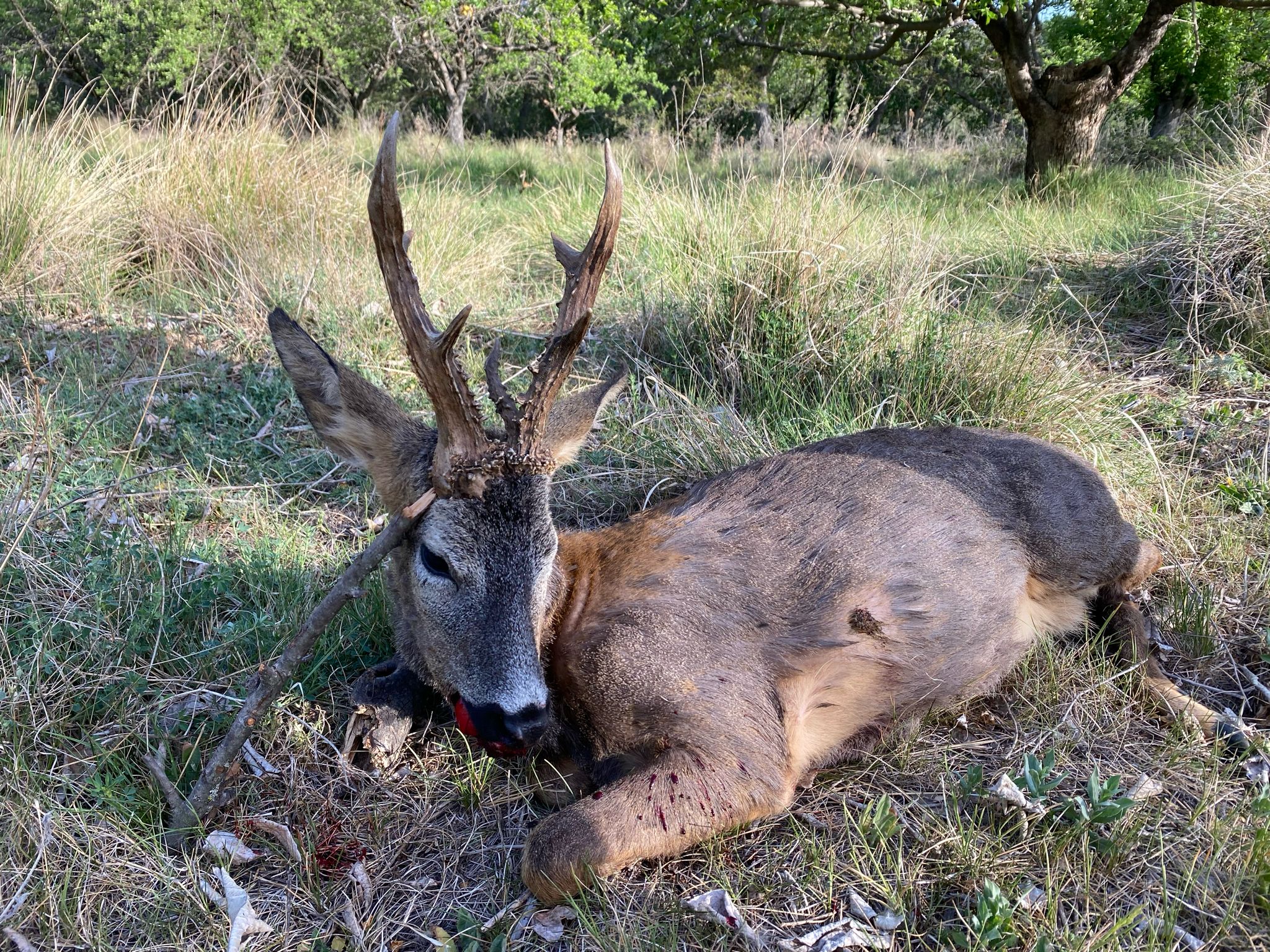 Roe deer