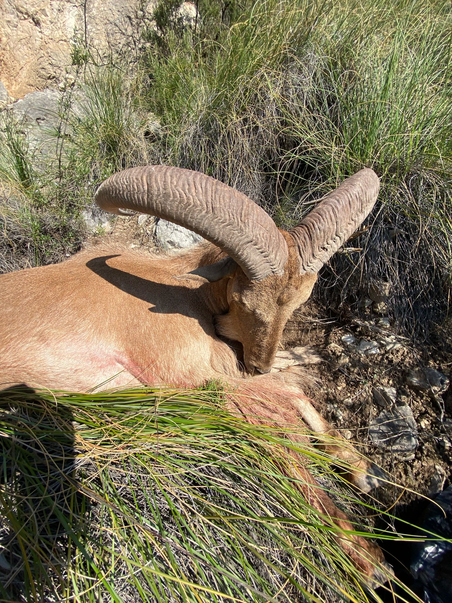 Barbary sheep
