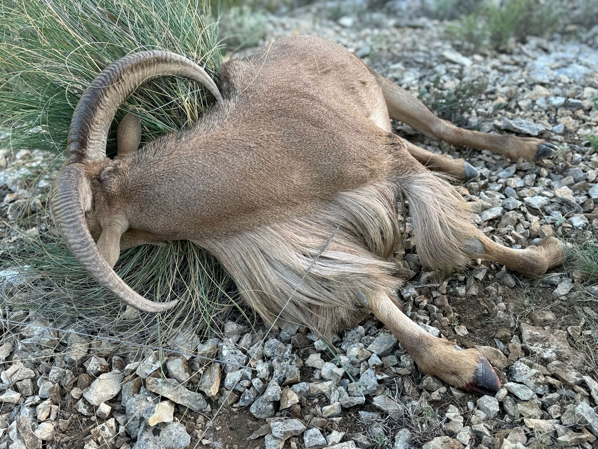 Barbary sheep